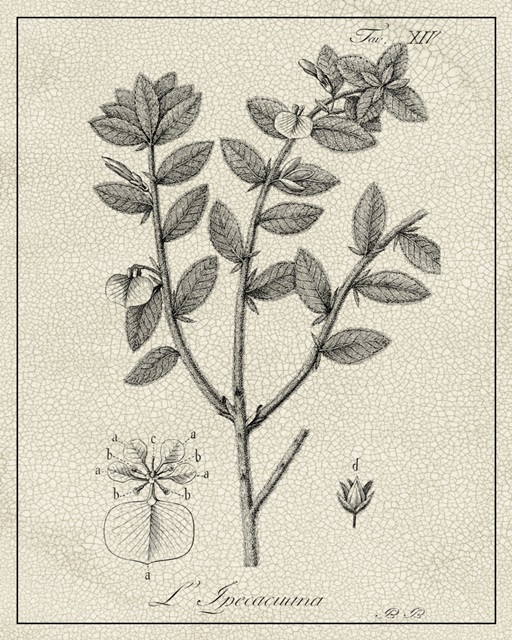 Antique Black and White Botanical VIII