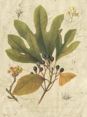 Antique Sassafras