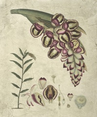 Aubergine Florals II