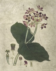 Aubergine Florals III