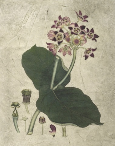 Aubergine Florals III