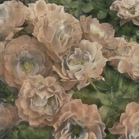 Ballerina Roses II