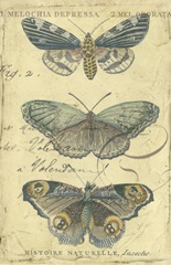 Butterfly Ephemera II