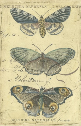 Butterfly Ephemera II