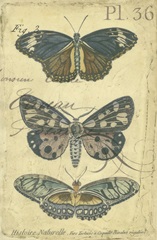 Butterfly Ephemera III