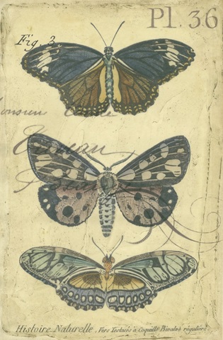 Butterfly Ephemera III