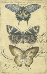 Butterfly Ephemera IV