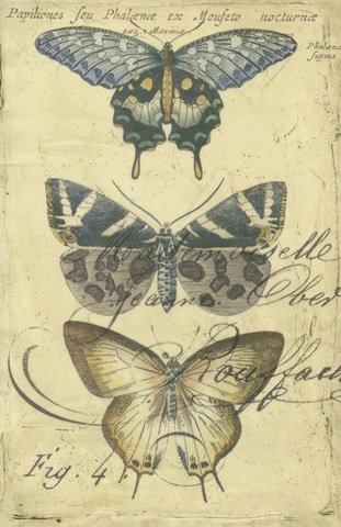 Butterfly Ephemera IV