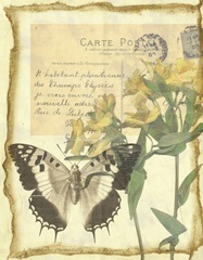 Butterfly Letters II