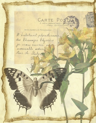Butterfly Letters II
