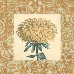 Chrysanthemum Study II