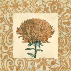 Chrysanthemum Study III