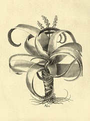 Crackled BandW Besler Aloe