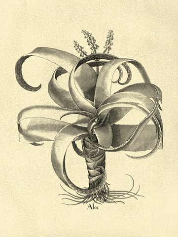 Crackled BandW Besler Aloe