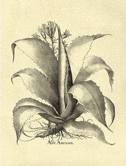 Crackled BandW Besler Aloe Americana