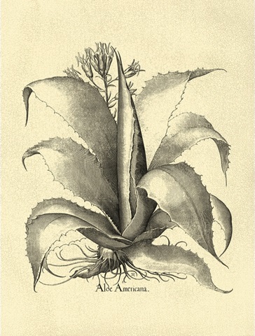 Crackled BandW Besler Aloe Americana