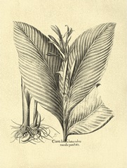 Crackled BandW Besler Canna