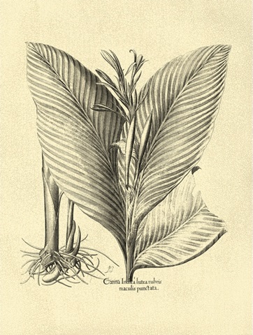 Crackled BandW Besler Canna