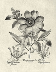 Crackled BandW Besler Peony I