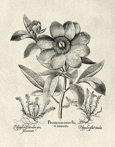 Crackled BandW Besler Peony I