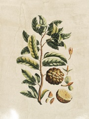 Crackled Buchoz Exotics I