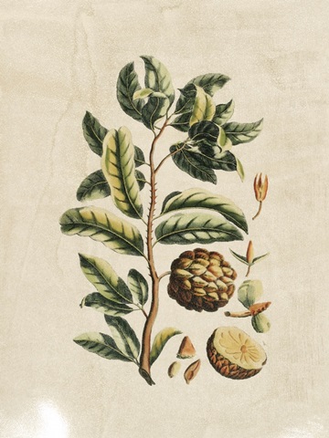 Crackled Buchoz Exotics I