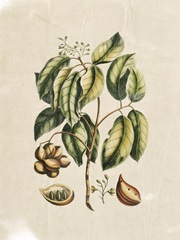 Crackled Buchoz Exotics II