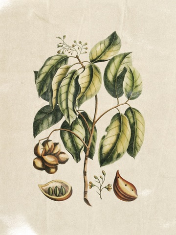 Crackled Buchoz Exotics II