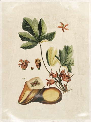 Crackled Buchoz Exotics III