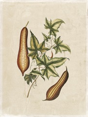 Crackled Buchoz Exotics IV