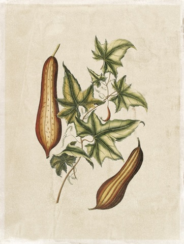 Crackled Buchoz Exotics IV