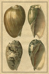 Crackled Classic Shells I