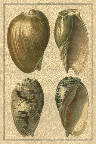 Crackled Classic Shells I