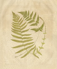 Crackled Ferns I