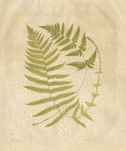 Crackled Ferns I