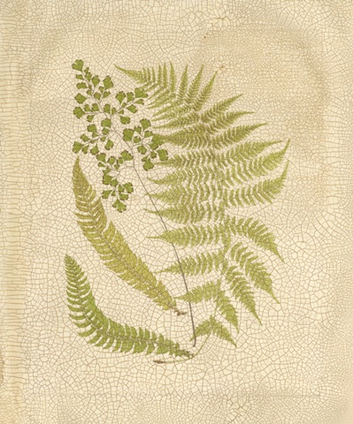 Crackled Ferns II