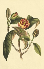 Crackled Flourishing Foliage I