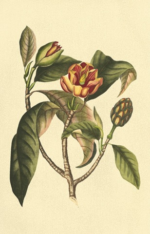 Crackled Flourishing Foliage I