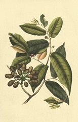 Crackled Flourishing Foliage III