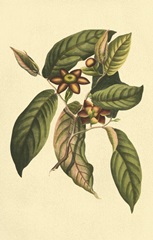 Crackled Flourishing Foliage IV