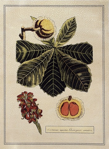 Crackled Paradise Foliage II