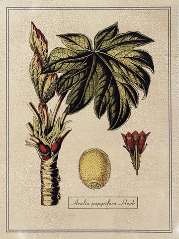 Crackled Paradise Foliage III