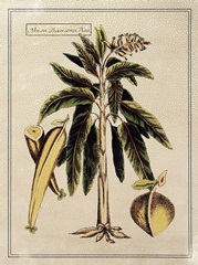 Crackled Paradise Palm II