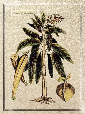 Crackled Paradise Palm II