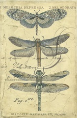 Dragonfly Ephemera I