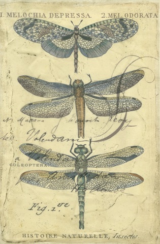 Dragonfly Ephemera I