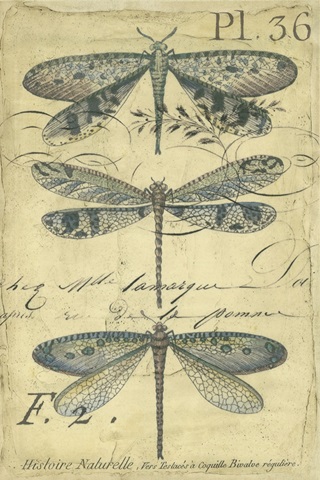 Dragonfly Ephemera II