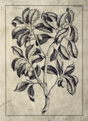 Embellished Antique Foliage I