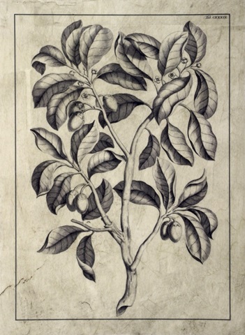 Embellished Antique Foliage I