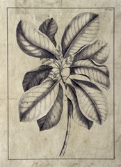 Embellished Antique Foliage II